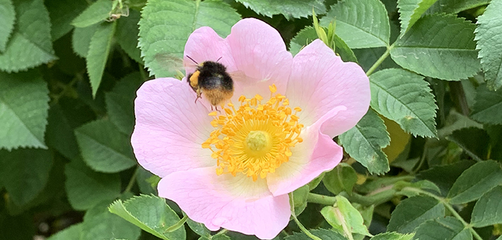 Hummel auf Rosenblüte