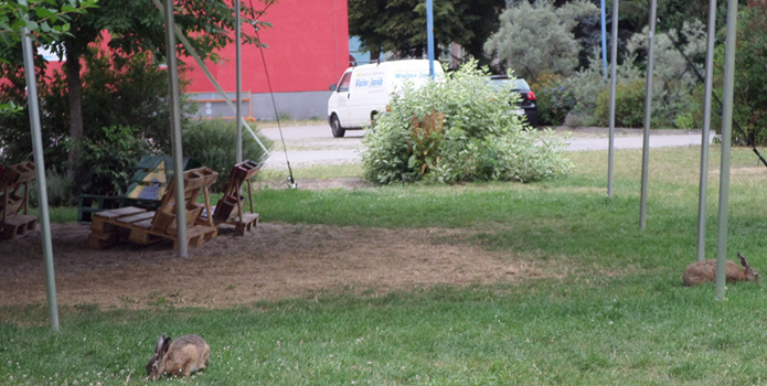 Hasen auf dem Campus