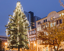 Weihnachtsbaum auf dem Campus